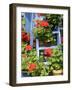 Rustic Garden Geranium Feature, Geranium Plants in Full Bloom on Blue Painted Wooden Stepladder, UK-Gary Smith-Framed Photographic Print