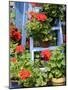 Rustic Garden Geranium Feature, Geranium Plants in Full Bloom on Blue Painted Wooden Stepladder, UK-Gary Smith-Mounted Photographic Print