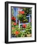 Rustic Garden Geranium Feature, Geranium Plants in Full Bloom on Blue Painted Wooden Stepladder, UK-Gary Smith-Framed Photographic Print