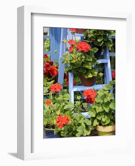 Rustic Garden Geranium Feature, Geranium Plants in Full Bloom on Blue Painted Wooden Stepladder, UK-Gary Smith-Framed Photographic Print