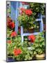 Rustic Garden Geranium Feature, Geranium Plants in Full Bloom on Blue Painted Wooden Stepladder, UK-Gary Smith-Mounted Photographic Print