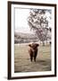 Rustic Highland Cow-Krista Mosakowski-Framed Giclee Print