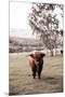 Rustic Highland Cow-Krista Mosakowski-Mounted Giclee Print