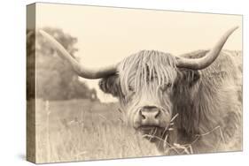 Rustic Highland-Wink Gaines-Stretched Canvas