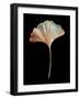 Rustic Leaf 1-David Bookbinder-Framed Art Print