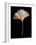 Rustic Leaf 1-David Bookbinder-Framed Art Print