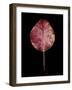 Rustic Leaf 2-David Bookbinder-Framed Art Print