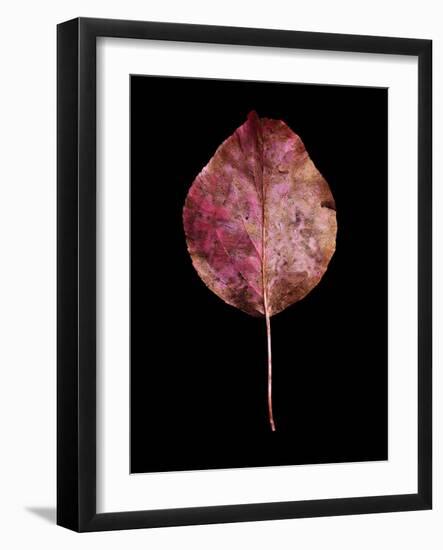 Rustic Leaf 2-David Bookbinder-Framed Art Print