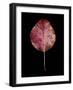 Rustic Leaf 2-David Bookbinder-Framed Art Print