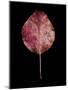 Rustic Leaf 2-David Bookbinder-Mounted Art Print