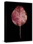 Rustic Leaf 2-David Bookbinder-Stretched Canvas