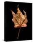 Rustic Leaf 3-David Bookbinder-Stretched Canvas