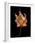 Rustic Leaf 3-David Bookbinder-Framed Art Print