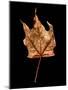 Rustic Leaf 3-David Bookbinder-Mounted Art Print