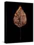 Rustic Leaf 4-David Bookbinder-Stretched Canvas