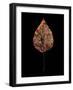 Rustic Leaf 4-David Bookbinder-Framed Art Print