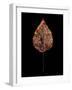 Rustic Leaf 4-David Bookbinder-Framed Art Print