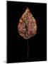 Rustic Leaf 4-David Bookbinder-Mounted Art Print