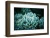 Rustic Macro Shot of Cactus - Tropical Plant with Shallow Depth of Field. Natural Background with S-Favete-Framed Photographic Print
