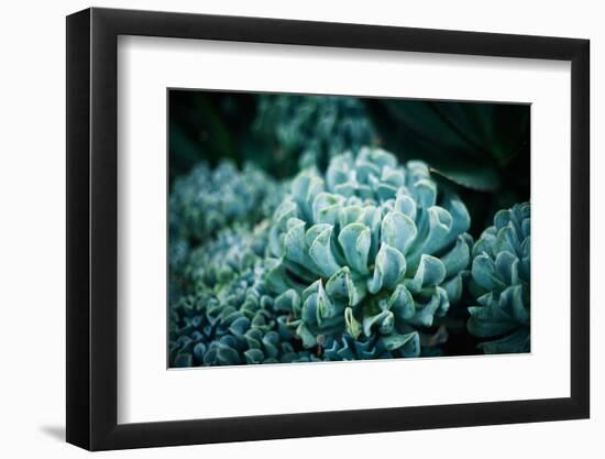 Rustic Macro Shot of Cactus - Tropical Plant with Shallow Depth of Field. Natural Background with S-Favete-Framed Photographic Print