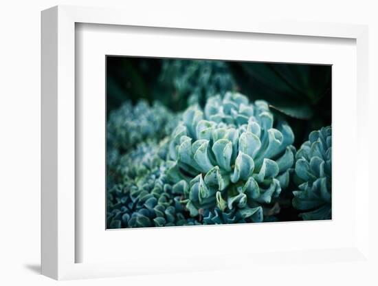 Rustic Macro Shot of Cactus - Tropical Plant with Shallow Depth of Field. Natural Background with S-Favete-Framed Photographic Print