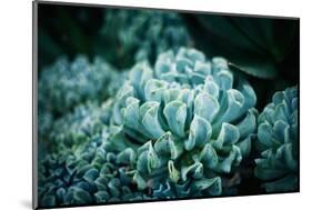 Rustic Macro Shot of Cactus - Tropical Plant with Shallow Depth of Field. Natural Background with S-Favete-Mounted Photographic Print