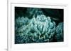 Rustic Macro Shot of Cactus - Tropical Plant with Shallow Depth of Field. Natural Background with S-Favete-Framed Photographic Print