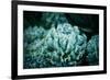 Rustic Macro Shot of Cactus - Tropical Plant with Shallow Depth of Field. Natural Background with S-Favete-Framed Photographic Print