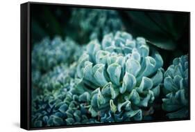 Rustic Macro Shot of Cactus - Tropical Plant with Shallow Depth of Field. Natural Background with S-Favete-Framed Stretched Canvas