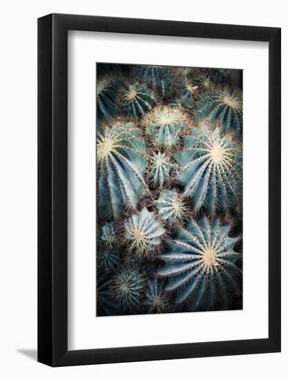 Rustic Macro Shot of Cactus - Tropical Plant with Shallow Depth of Field.Natural Background with Su-NaturePhotography-Framed Photographic Print