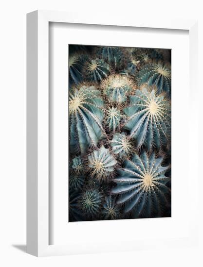 Rustic Macro Shot of Cactus - Tropical Plant with Shallow Depth of Field.Natural Background with Su-NaturePhotography-Framed Photographic Print