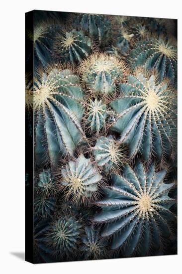 Rustic Macro Shot of Cactus - Tropical Plant with Shallow Depth of Field.Natural Background with Su-NaturePhotography-Stretched Canvas