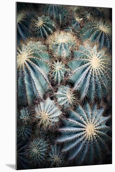 Rustic Macro Shot of Cactus - Tropical Plant with Shallow Depth of Field.Natural Background with Su-NaturePhotography-Mounted Photographic Print