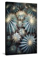 Rustic Macro Shot of Cactus - Tropical Plant with Shallow Depth of Field.Natural Background with Su-NaturePhotography-Stretched Canvas