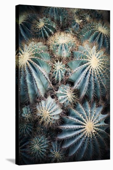 Rustic Macro Shot of Cactus - Tropical Plant with Shallow Depth of Field.Natural Background with Su-NaturePhotography-Stretched Canvas