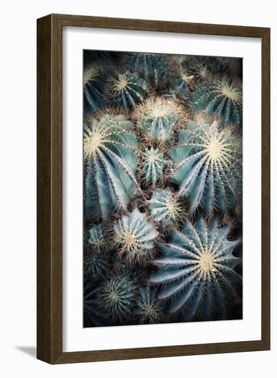 Rustic Macro Shot of Cactus - Tropical Plant with Shallow Depth of Field.Natural Background with Su-NaturePhotography-Framed Photographic Print
