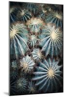 Rustic Macro Shot of Cactus - Tropical Plant with Shallow Depth of Field.Natural Background with Su-NaturePhotography-Mounted Photographic Print