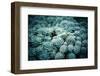 Rustic Macro Shot of Cactus - Tropical Plant with Shallow Depth of Field.Natural Background with Su-NaturePhotography-Framed Photographic Print