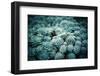 Rustic Macro Shot of Cactus - Tropical Plant with Shallow Depth of Field.Natural Background with Su-NaturePhotography-Framed Photographic Print