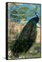 Rustic Peacock I-Jennifer Goldberger-Framed Stretched Canvas