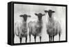 Rustic Sheep I-Ethan Harper-Framed Stretched Canvas