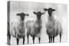 Rustic Sheep I-Ethan Harper-Stretched Canvas