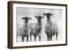 Rustic Sheep I-Ethan Harper-Framed Art Print