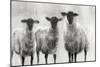 Rustic Sheep I-Ethan Harper-Mounted Art Print