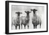 Rustic Sheep I-Ethan Harper-Framed Premium Giclee Print