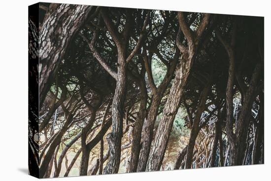 Rustic Trees-Florian Schleinig-Stretched Canvas