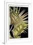 Rustic Tropical Leaves II-Ethan Harper-Framed Premium Giclee Print