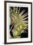 Rustic Tropical Leaves II-Ethan Harper-Framed Premium Giclee Print