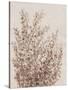 Rustic Wildflowers I-Tim OToole-Stretched Canvas