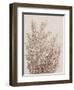 Rustic Wildflowers I-Tim OToole-Framed Art Print